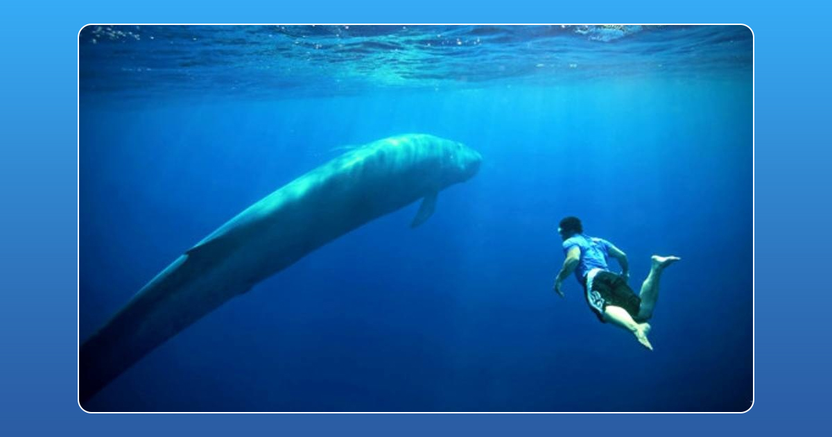 blue whale, blue whale game, blue whale app, blue whale instructions, blue whale suicide challenge, game of death, social media games and suicides, adolescent depression, suicide romanticised, blue whale online game, blue whale suicide game, online games, teen depression, russia teen suicides, russia suicides, blue whale game app, teenager suicides, suicide game app, suicide smartphone app, blue whale suicide app, online suicide game, blue whale tasks, how to play blue whale game, horrifying game which influences teens to commit suicide, What is bluewhale suicide challenge, latest news,